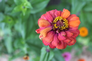 red and yellow dahlia
