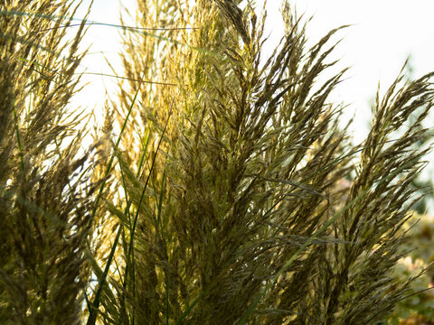oitoi or Toetoe Grass Heads Pampas grass with blue sky and clouds on sunny autumnal day. Landscape with dried reeds and grass. Natural background, outdoors. 
