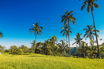 Sunny day on rise fields with coconut palms. Tropical landscape