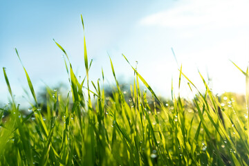 Obraz premium Spring season sunny morning in the garden, lawn with drops of water dew. Lawn blur with soft light for background.