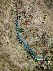 Obraz na płótnie Canvas Sea snake Krait relaxing on stone in tropics