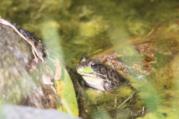 Frog Sitting in a Pond