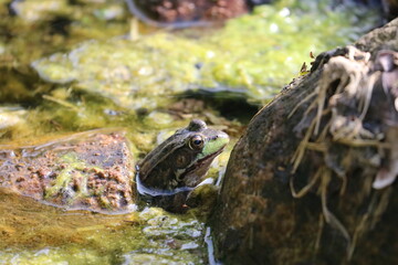 Frog Sitting in a Pond