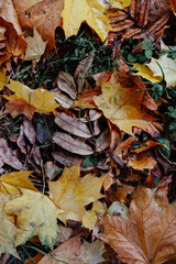yellow autumn leaves with raindrops