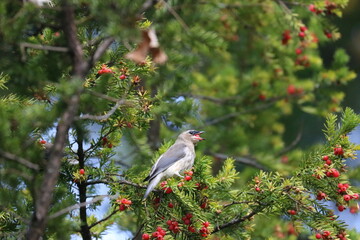 Cedar Waxwing Bird Eating Berries