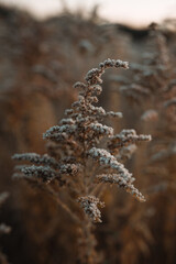 Boho jesienny poranek w Polsce  © katarzyna