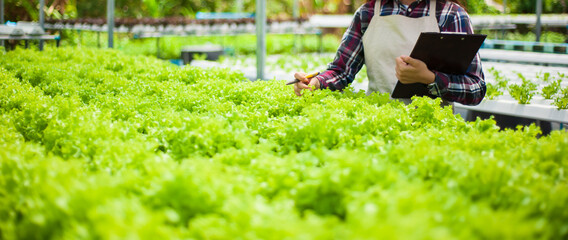 A young farmer working on a hydroponics vegetable farm is checking the quality of the produce...