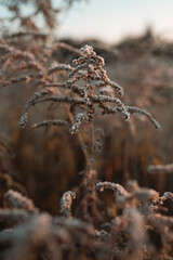 Boho jesienny poranek w Polsce 