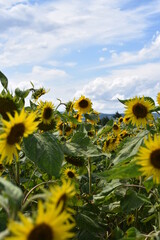 Tournesols 