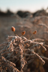 Boho jesienny poranek w Polsce  © katarzyna