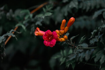 Closeup shot of trumpet creeper flowers - great for wallpaper