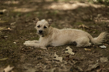 Cute cairn terrier lying on the ground