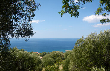 In Cilento there is peace among the olive trees and the beauty of the Mediterranean sea in Campania