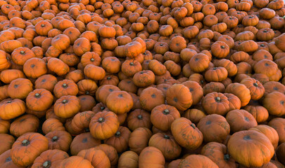 Wegwerfgesellschaft  - Kürbisse werden weggeworfen