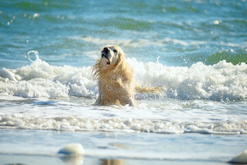A large golden retriever dog shakes off in the spray and waves in the sea.
