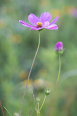 simple purple flower