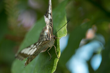 macro butterfly