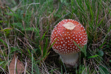 Psychedelic red mushroom - fly agaric (
Amanita muscaria) 