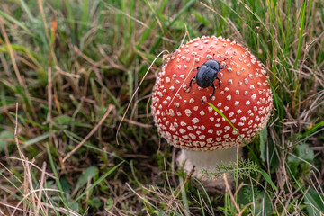 Psychedelic red mushroom - fly agaric (
Amanita muscaria) 