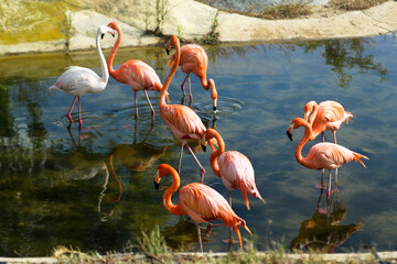Flamingos birds in a lake, outdoors