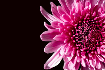 Fresh pink chrysanthemums close-up on a black background. Side view, place for text.