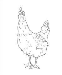 dibujo de gallina con lineas