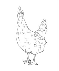 dibujo de gallina con lineas