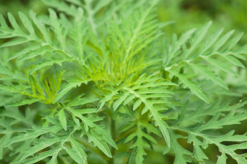 Annual ragweed leaves closeup view with selective focus on foreground