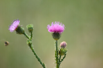 Spiny plumeless thistle in bloom closeup view with blurred background