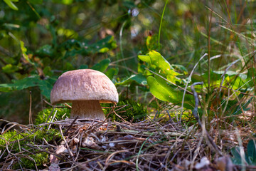 edible cep mushroom in autumn forest