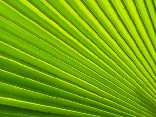 Top view of green palm leaf.  Palm frond, green palm leaf.   Natural pattern.   Geometry on palm leaf.