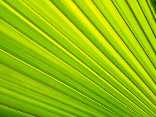 Top view of green palm leaf.  Palm frond, green palm leaf.   Natural pattern.   Geometry on palm leaf.