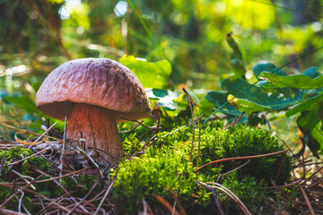edible porcini mushroom in autumn wood
