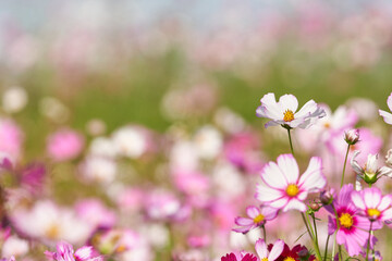 This is a photo of a cosmos field with many cosmos in it.