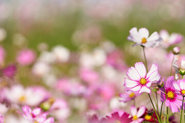 Fototapeta premium This is a cosmos field with the cosmos on the right and many cosmos blurred in the back.