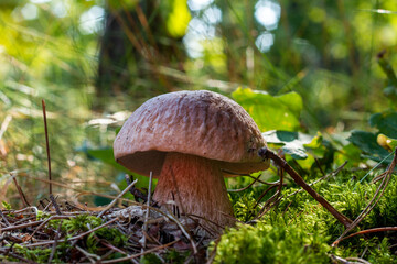 edible porcini mushroom in season forest