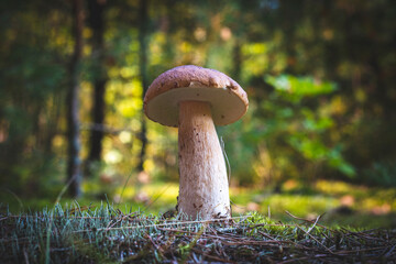 edible thin porcini mushroom in wood