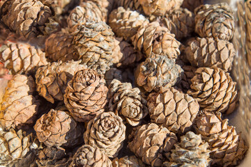 Fototapeta na wymiar Cedar cones are brown in color with a beautiful pattern of petals, arranged in bulk. Nuts, healthy foods, ecology.