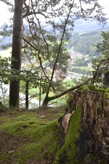 Obraz premium river in the forest