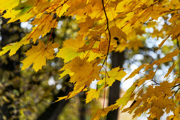 Fototapeta na wymiar autumn leaves in the park