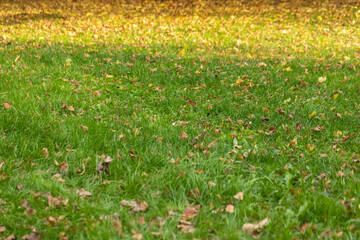 yellow fallen leaves on a green lawn. Autumn works in the garden. Preparation for the winter season. Grass background for inscription