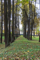 Autumn in the old park. Arkhangelsk estate.