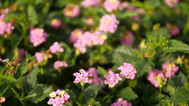 Lantara camara yellow pink flower in garden California USA. Umbelanterna springtime pure colorful bloom, romantic botanical atmosphere, delicate tender blossom. Spring light colors. Fresh calm morning