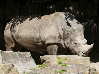 Obraz premium The white rhinoceros is one of the heaviest animals on earth