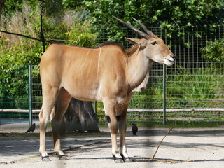 Obraz premium The twisted horns are typical of the eland