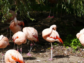 Pink flamingos cleaning their plumage