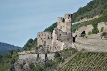 Burg Ehrenfels mit Weinbergen bei R&uuml;desheim am Rhein