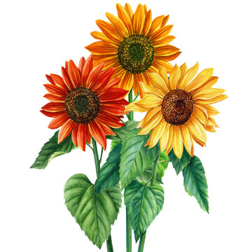 Watercolor bouquet sunflowers. Sun flowers Hand drawn illustration for wrapping paper, textile printing.