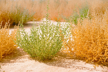 Common Saltwort, prickly glasswort or prickly saltwort (Salsola kali) Autumn bloom in green and...