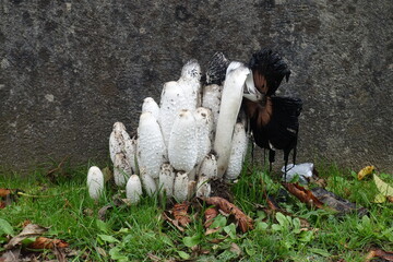 Coprinus comatus . Schopftintling . Shaggy ink cap . Lawyer's wig